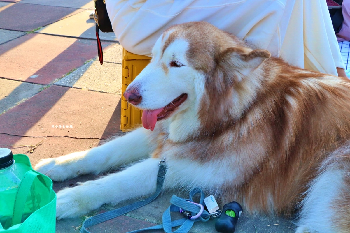 2025 OPEN!夢時代大氣球遊行‧OPEN大氣球遊行來了！高雄夢時代熱鬧登場，超過20組卡通偶像 OPEN! RUN氣球路跑!!