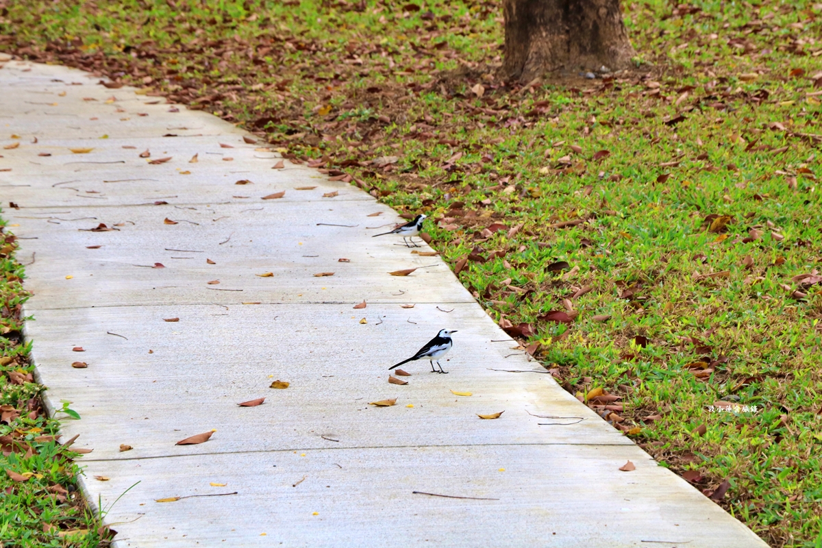 盤花公園‧榮獲2025年城市工程品質金質獎，愛河之心與中都濕地之間，全臺獨一無二盤花公園!!!