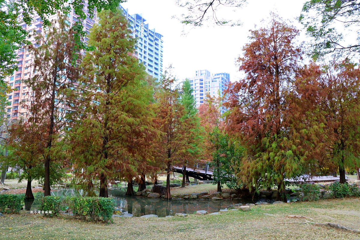 凹子底森林公園‧冬季限定美景落羽松，綠、黃、橘紅色交織，數十種鳥類聚集，捷運凹子底站即到!!
