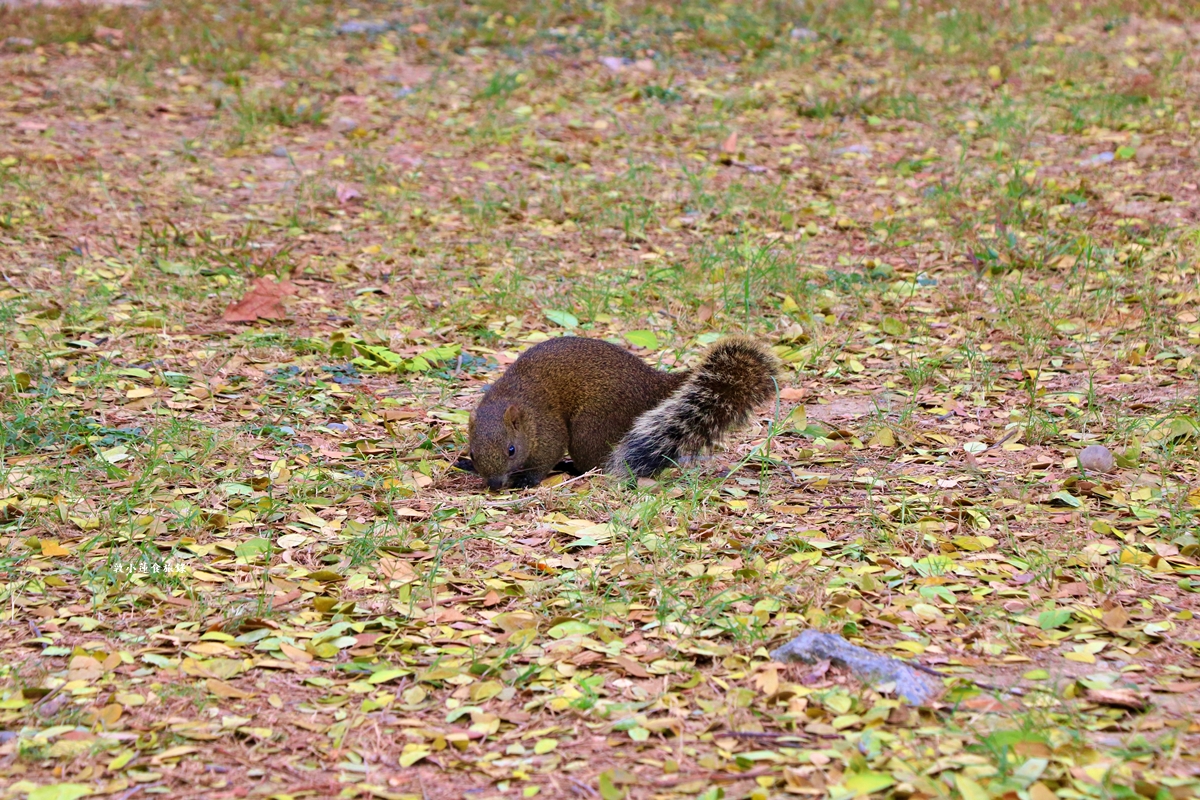凹子底森林公園‧冬季限定美景落羽松，綠、黃、橘紅色交織，數十種鳥類聚集，捷運凹子底站即到!!