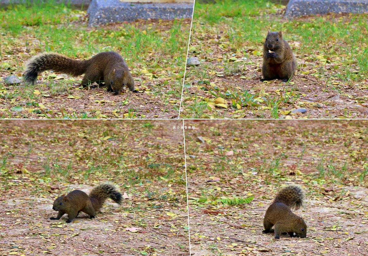 凹子底森林公園‧冬季限定美景落羽松，綠、黃、橘紅色交織，數十種鳥類聚集，捷運凹子底站即到!!