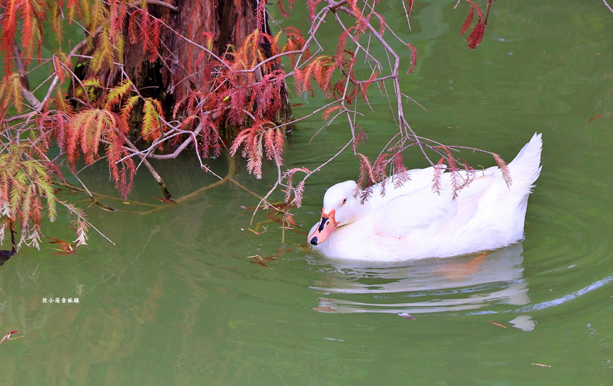 凹子底森林公園‧冬季限定美景落羽松，綠、黃、橘紅色交織，數十種鳥類聚集，捷運凹子底站即到!!