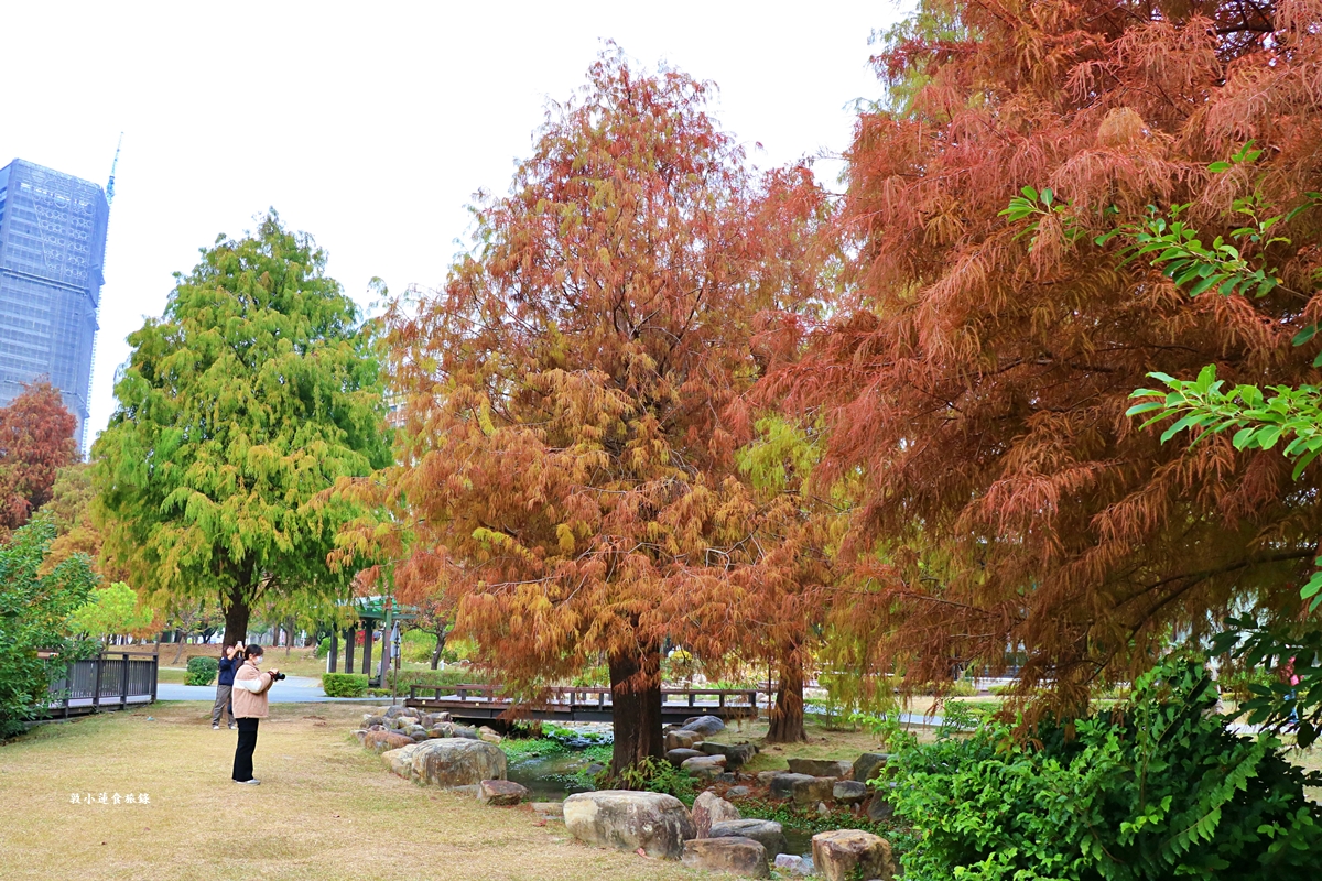 凹子底森林公園‧冬季限定美景落羽松，綠、黃、橘紅色交織，數十種鳥類聚集，捷運凹子底站即到!!