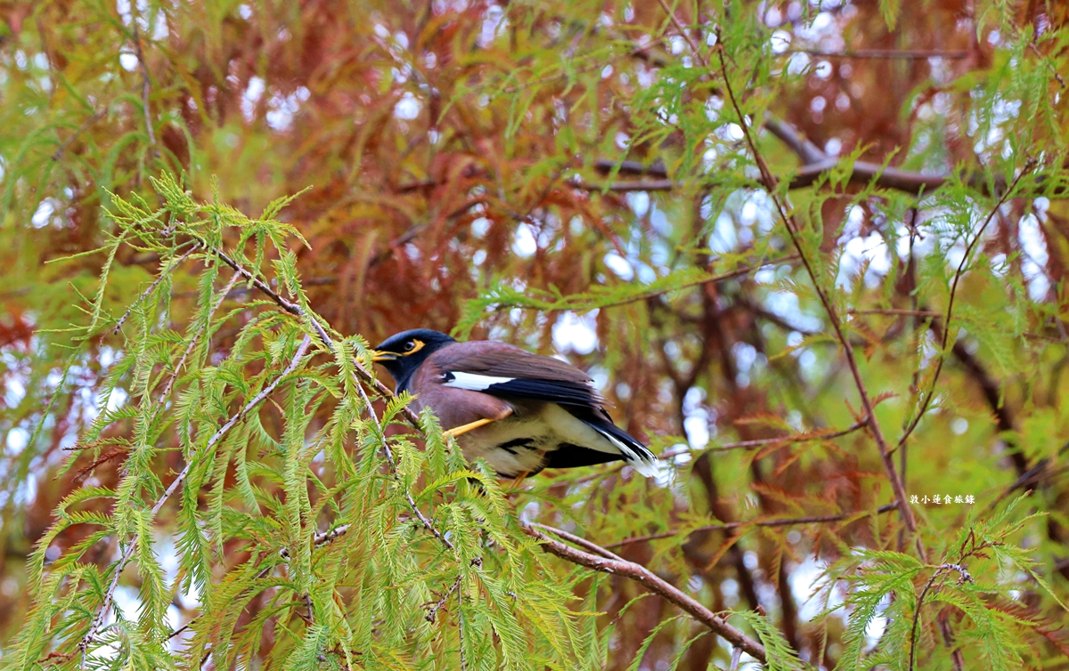 凹子底森林公園‧冬季限定美景落羽松，綠、黃、橘紅色交織，數十種鳥類聚集，捷運凹子底站即到!!