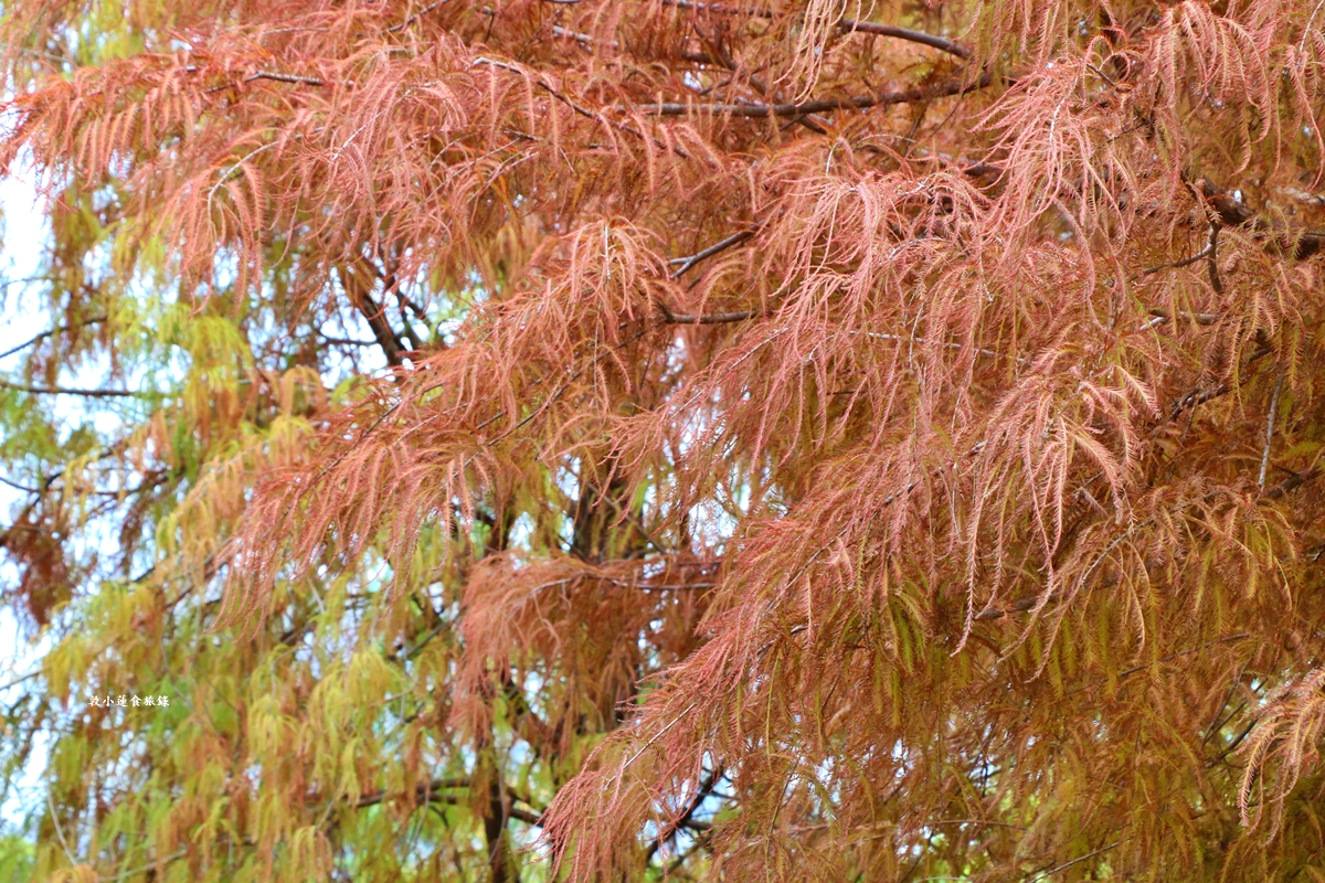 凹子底森林公園‧冬季限定美景落羽松，綠、黃、橘紅色交織，數十種鳥類聚集，捷運凹子底站即到!!