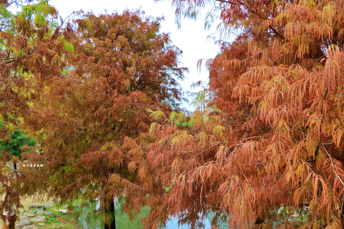 凹子底森林公園‧冬季限定美景落羽松，綠、黃、橘紅色交織，數十種鳥類聚集，捷運凹子底站即到!!