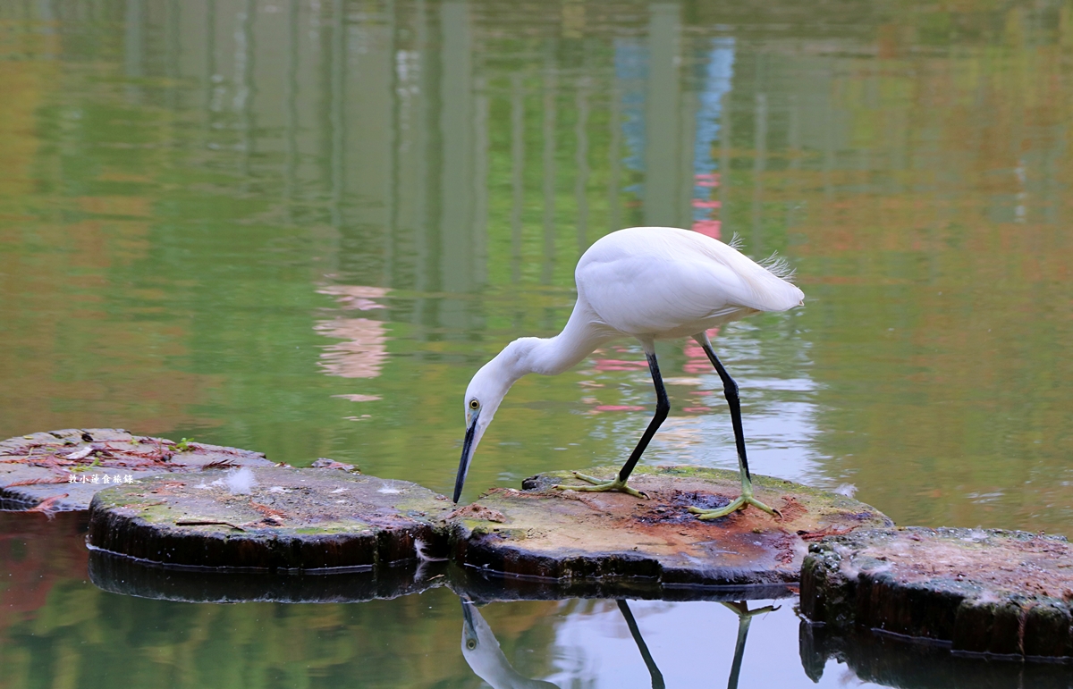 凹子底森林公園‧冬季限定美景落羽松，綠、黃、橘紅色交織，數十種鳥類聚集，捷運凹子底站即到!!