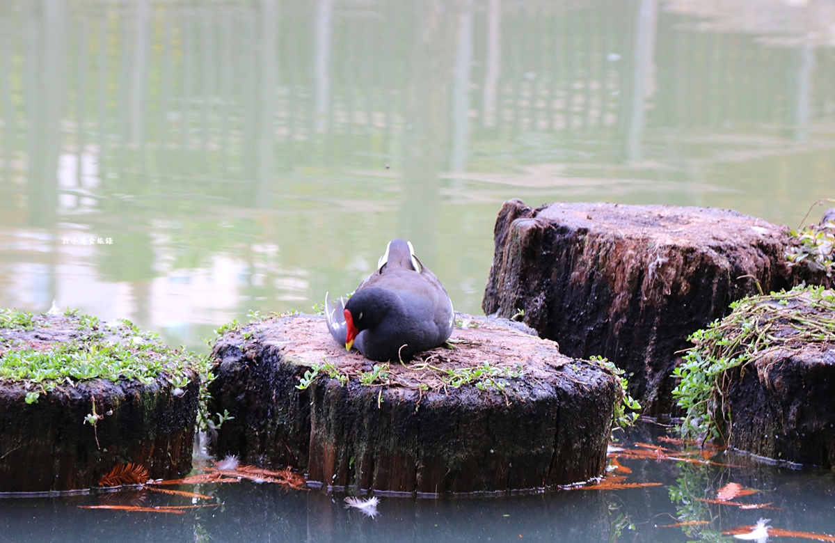 凹子底森林公園‧冬季限定美景落羽松，綠、黃、橘紅色交織，數十種鳥類聚集，捷運凹子底站即到!!