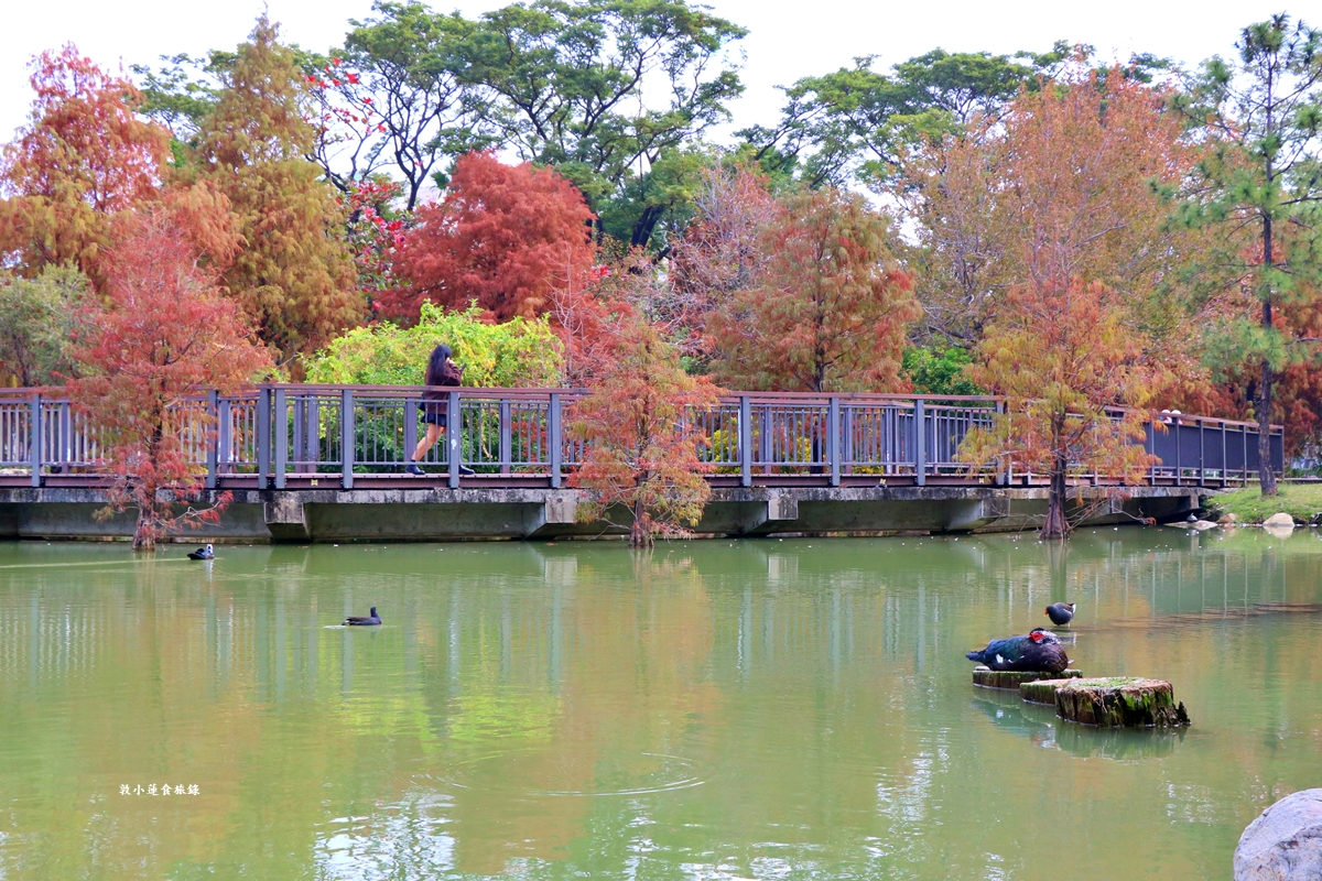 凹子底森林公園‧冬季限定美景落羽松，綠、黃、橘紅色交織，數十種鳥類聚集，捷運凹子底站即到!!