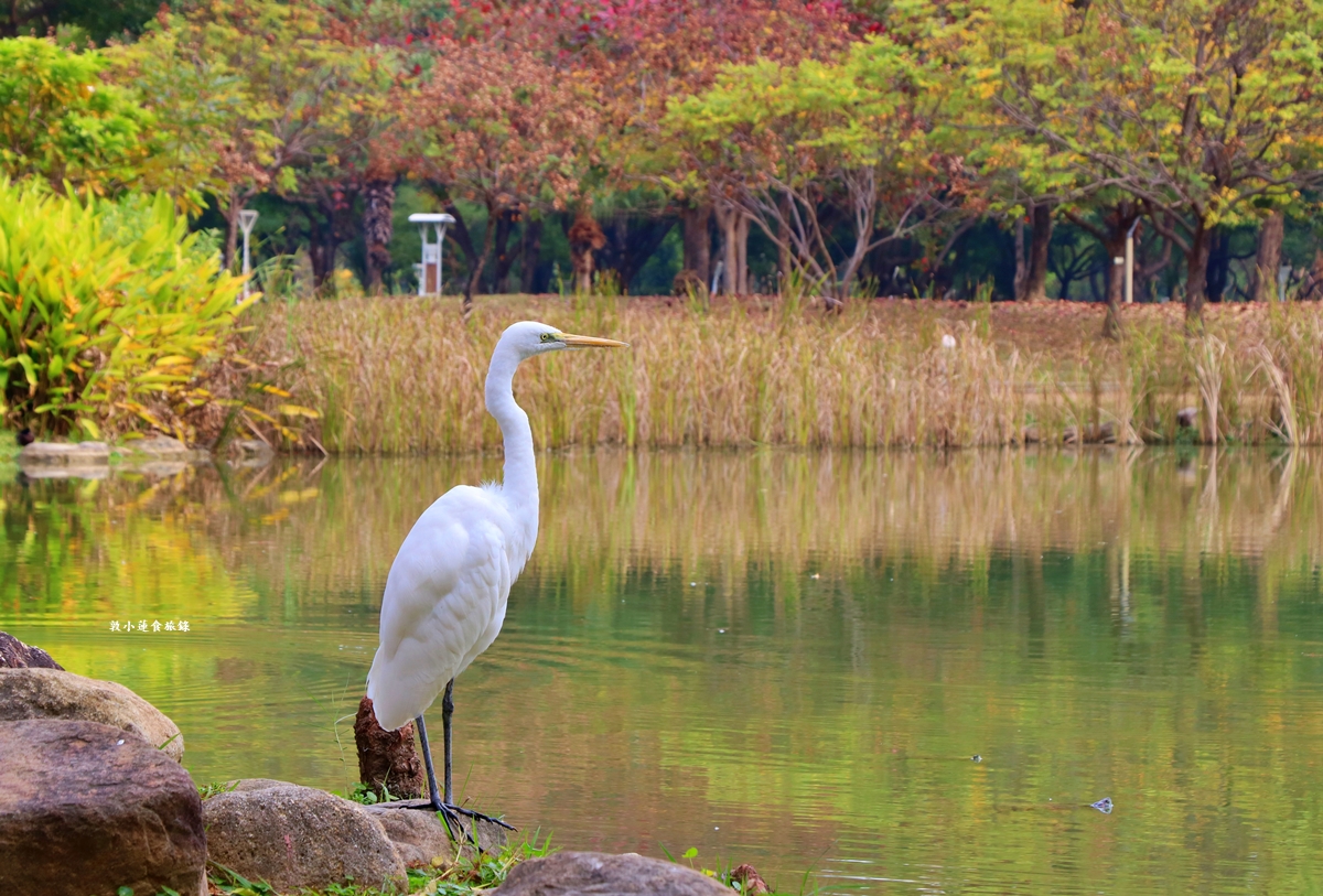 凹子底森林公園‧冬季限定美景落羽松，綠、黃、橘紅色交織，數十種鳥類聚集，捷運凹子底站即到!!
