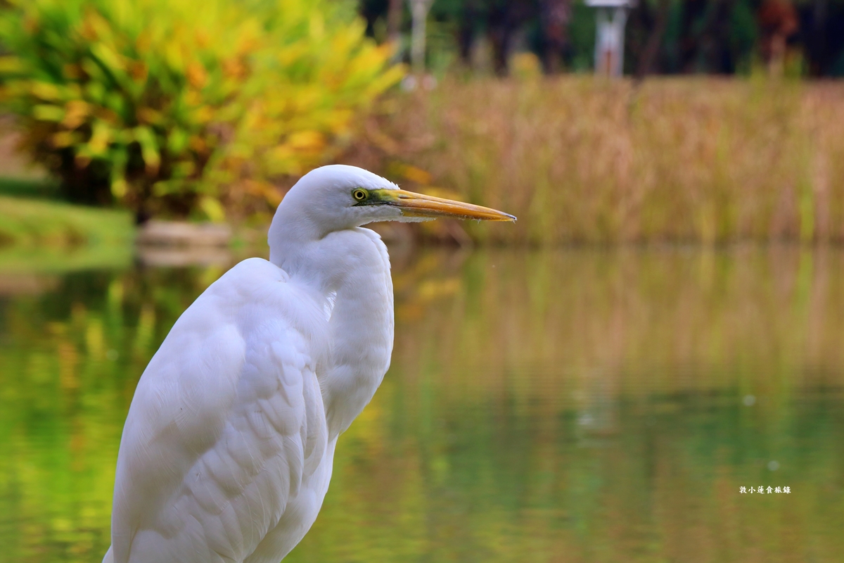 凹子底森林公園‧冬季限定美景落羽松，綠、黃、橘紅色交織，數十種鳥類聚集，捷運凹子底站即到!!
