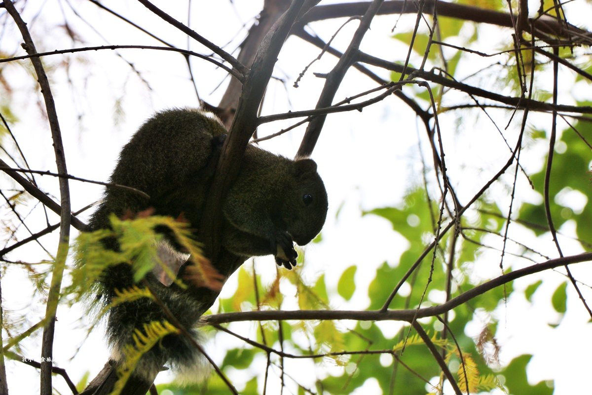 凹子底森林公園‧冬季限定美景落羽松，綠、黃、橘紅色交織，數十種鳥類聚集，捷運凹子底站即到!!