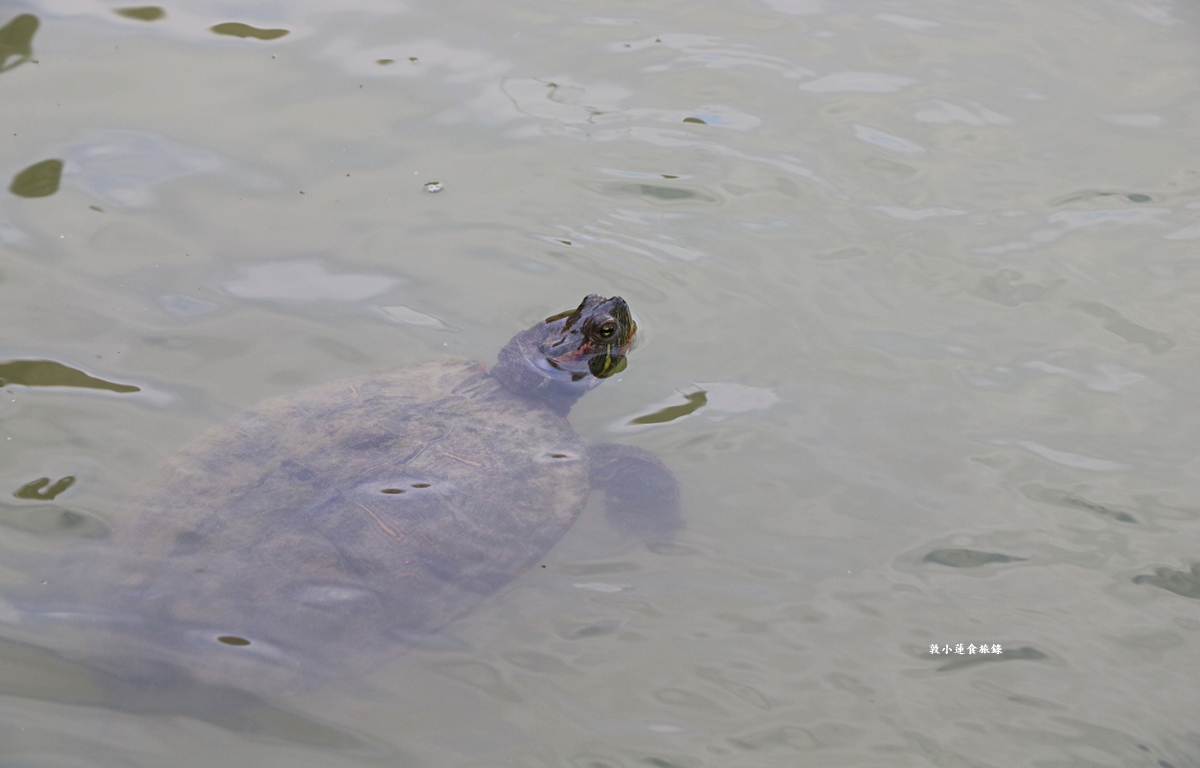 凹子底森林公園‧冬季限定美景落羽松，綠、黃、橘紅色交織，數十種鳥類聚集，捷運凹子底站即到!!