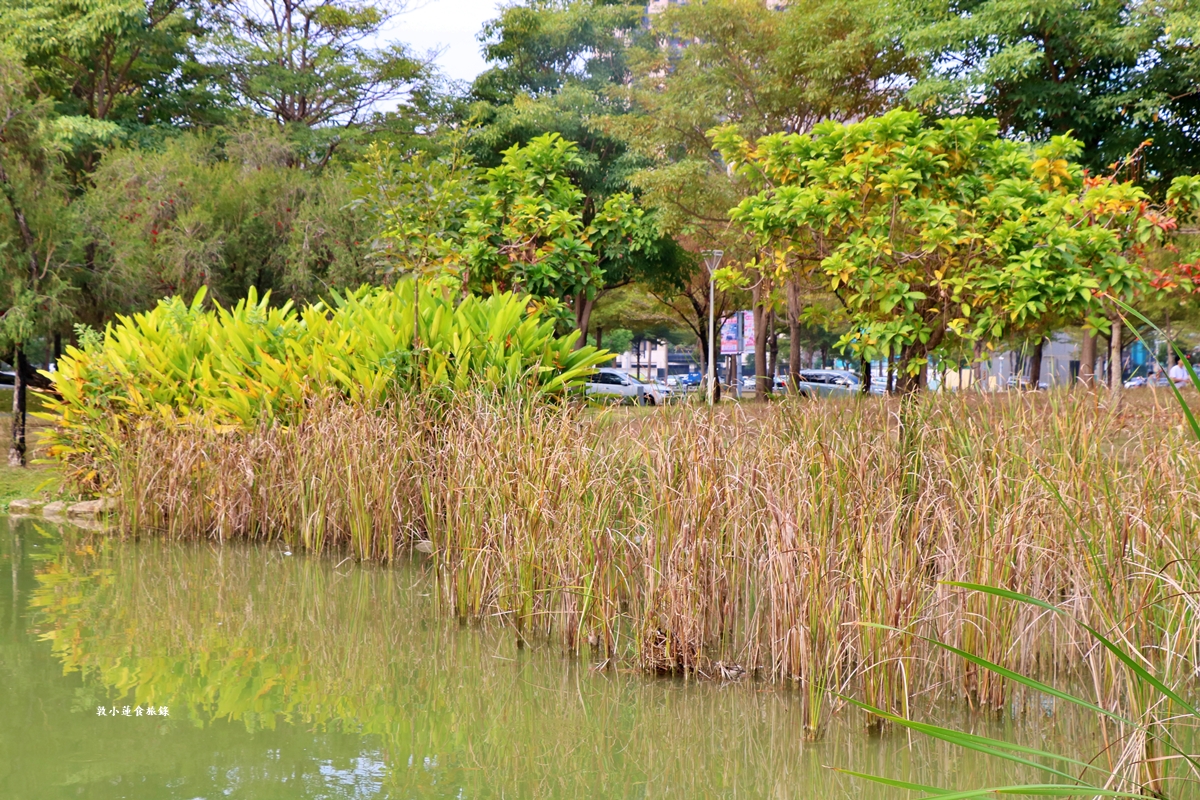 凹子底森林公園‧冬季限定美景落羽松，綠、黃、橘紅色交織，數十種鳥類聚集，捷運凹子底站即到!!