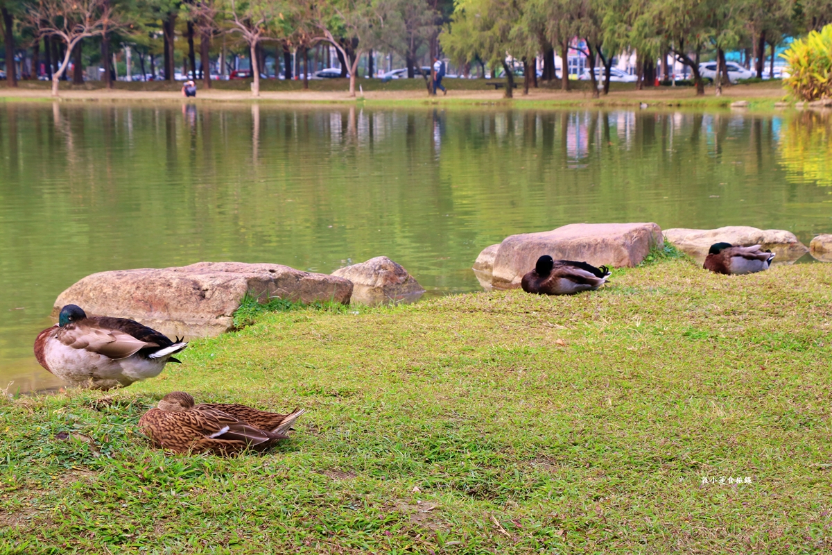凹子底森林公園‧冬季限定美景落羽松，綠、黃、橘紅色交織，數十種鳥類聚集，捷運凹子底站即到!!