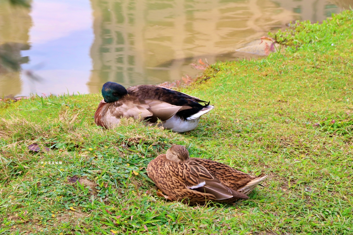 凹子底森林公園‧冬季限定美景落羽松，綠、黃、橘紅色交織，數十種鳥類聚集，捷運凹子底站即到!!
