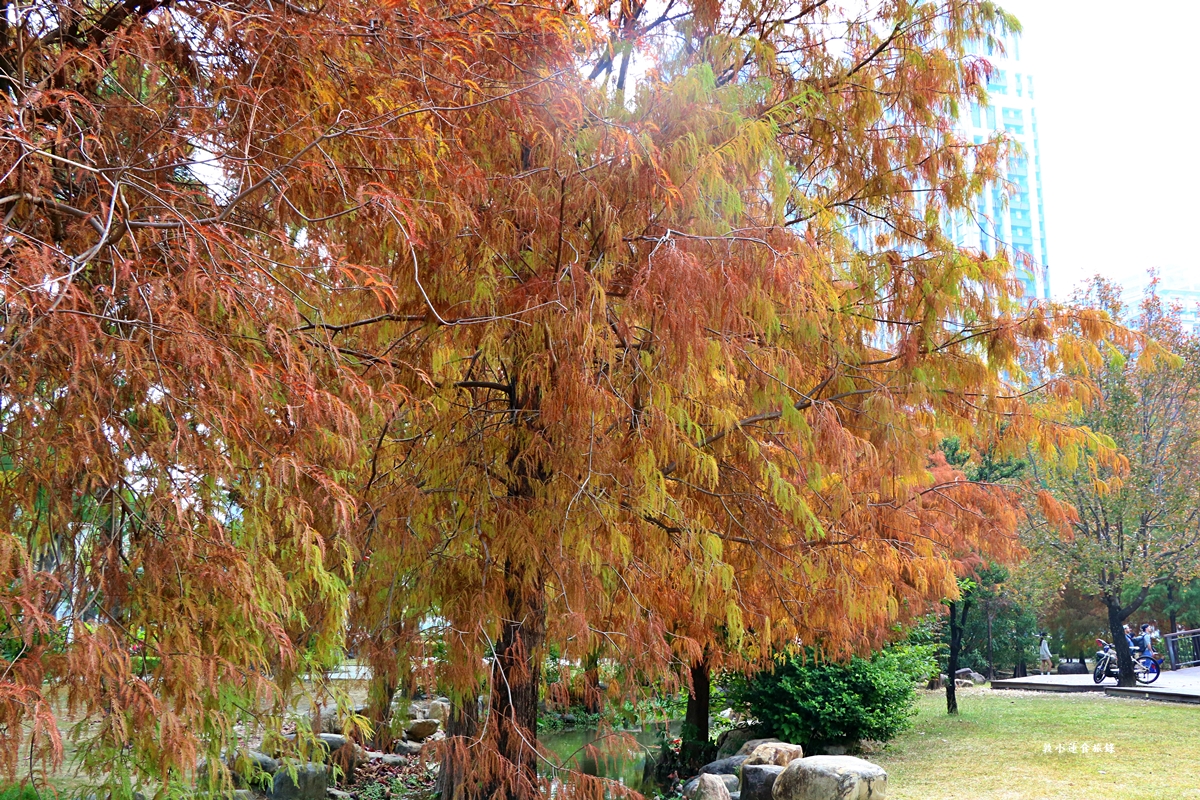 凹子底森林公園‧冬季限定美景落羽松，綠、黃、橘紅色交織，數十種鳥類聚集，捷運凹子底站即到!!