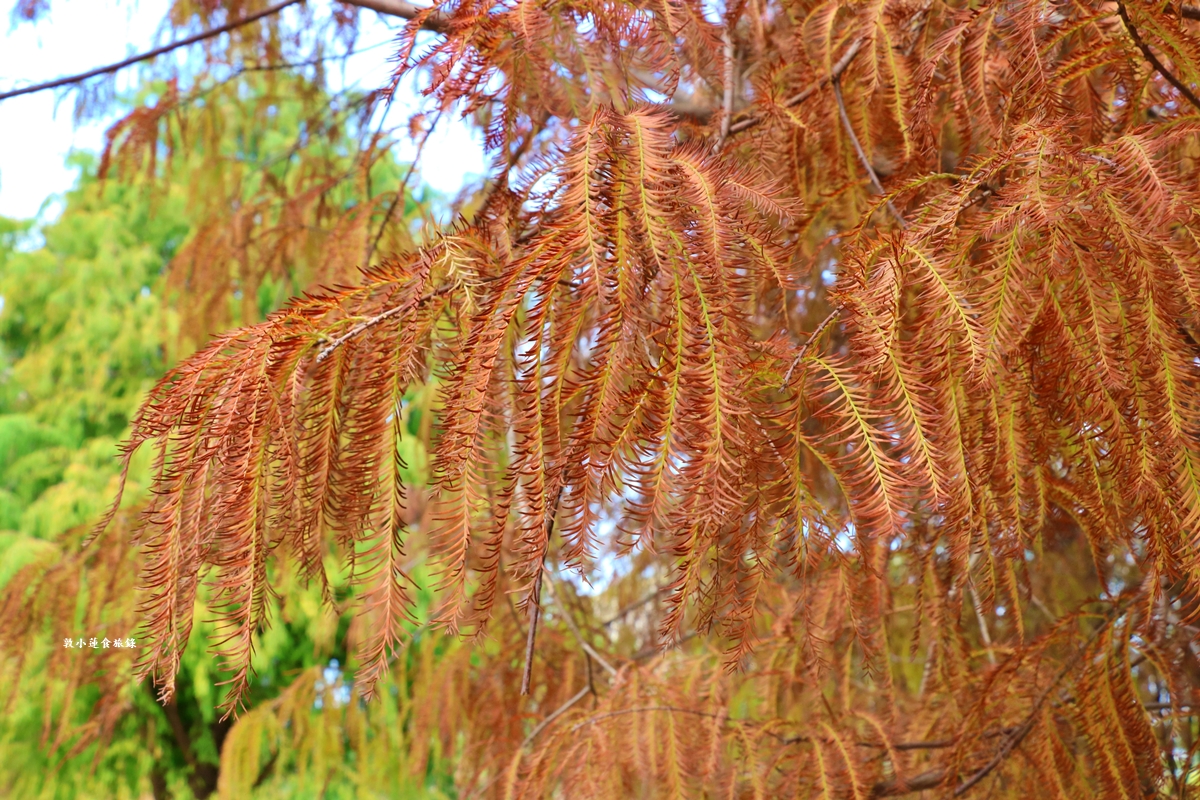 凹子底森林公園‧冬季限定美景落羽松，綠、黃、橘紅色交織，數十種鳥類聚集，捷運凹子底站即到!!