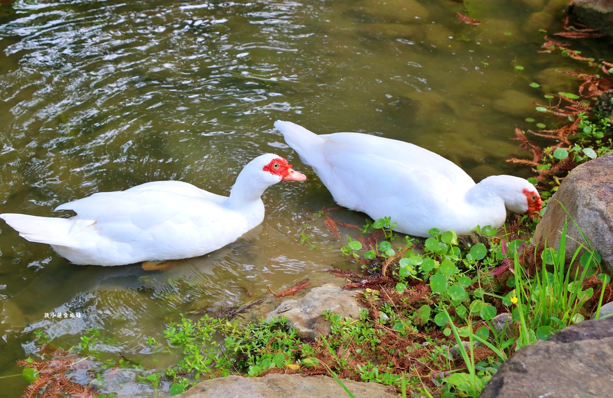 凹子底森林公園‧冬季限定美景落羽松，綠、黃、橘紅色交織，數十種鳥類聚集，捷運凹子底站即到!!