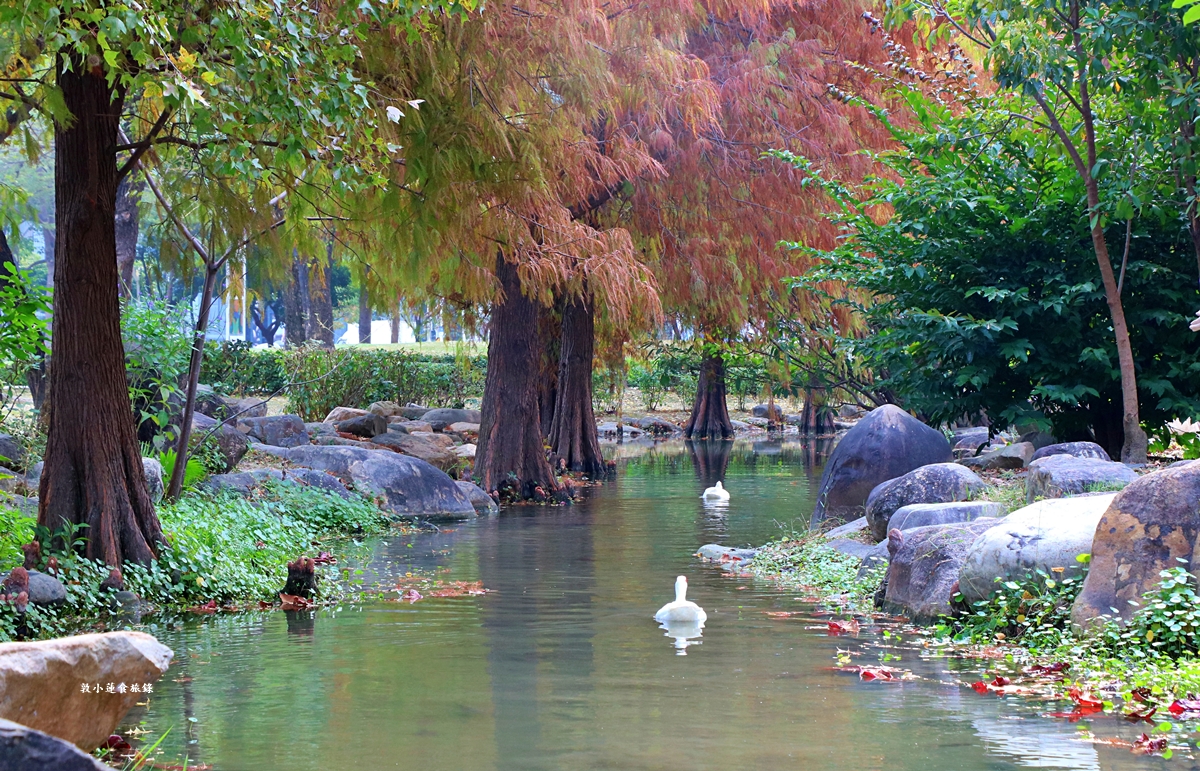 凹子底森林公園‧冬季限定美景落羽松，綠、黃、橘紅色交織，數十種鳥類聚集，捷運凹子底站即到!!