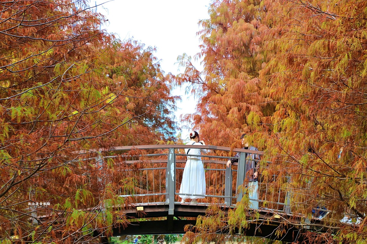 凹子底森林公園‧冬季限定美景落羽松，綠、黃、橘紅色交織，數十種鳥類聚集，捷運凹子底站即到!!