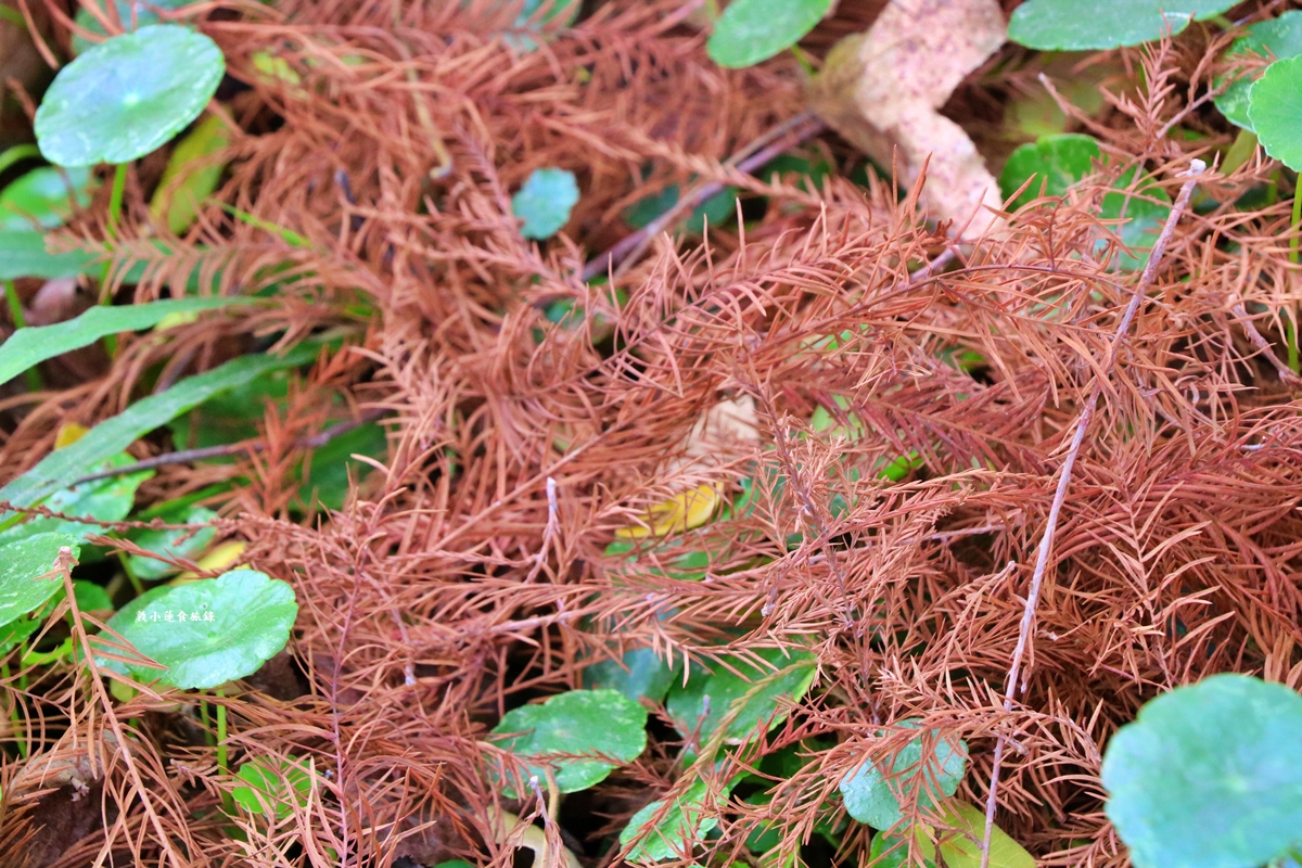 凹子底森林公園‧冬季限定美景落羽松，綠、黃、橘紅色交織，數十種鳥類聚集，捷運凹子底站即到!!