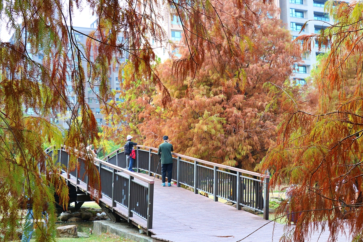 凹子底森林公園‧冬季限定美景落羽松，綠、黃、橘紅色交織，數十種鳥類聚集，捷運凹子底站即到!!