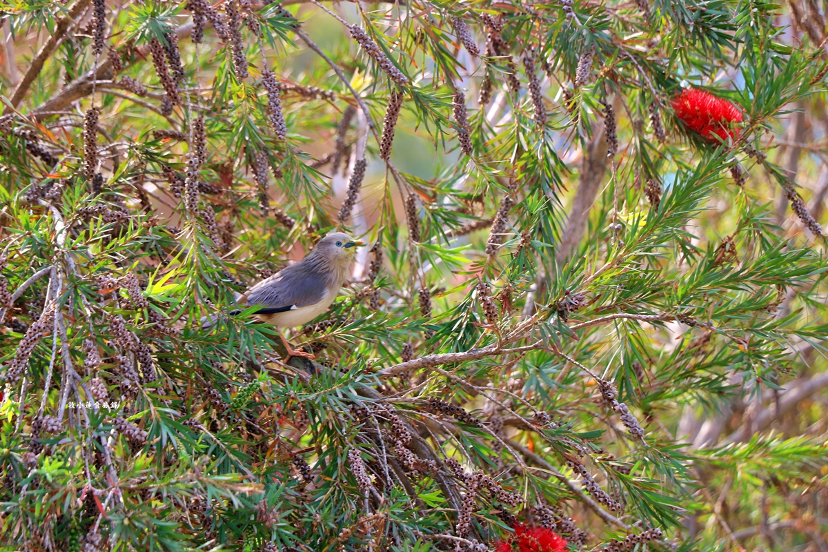 凹子底森林公園‧冬季限定美景落羽松，綠、黃、橘紅色交織，數十種鳥類聚集，捷運凹子底站即到!!