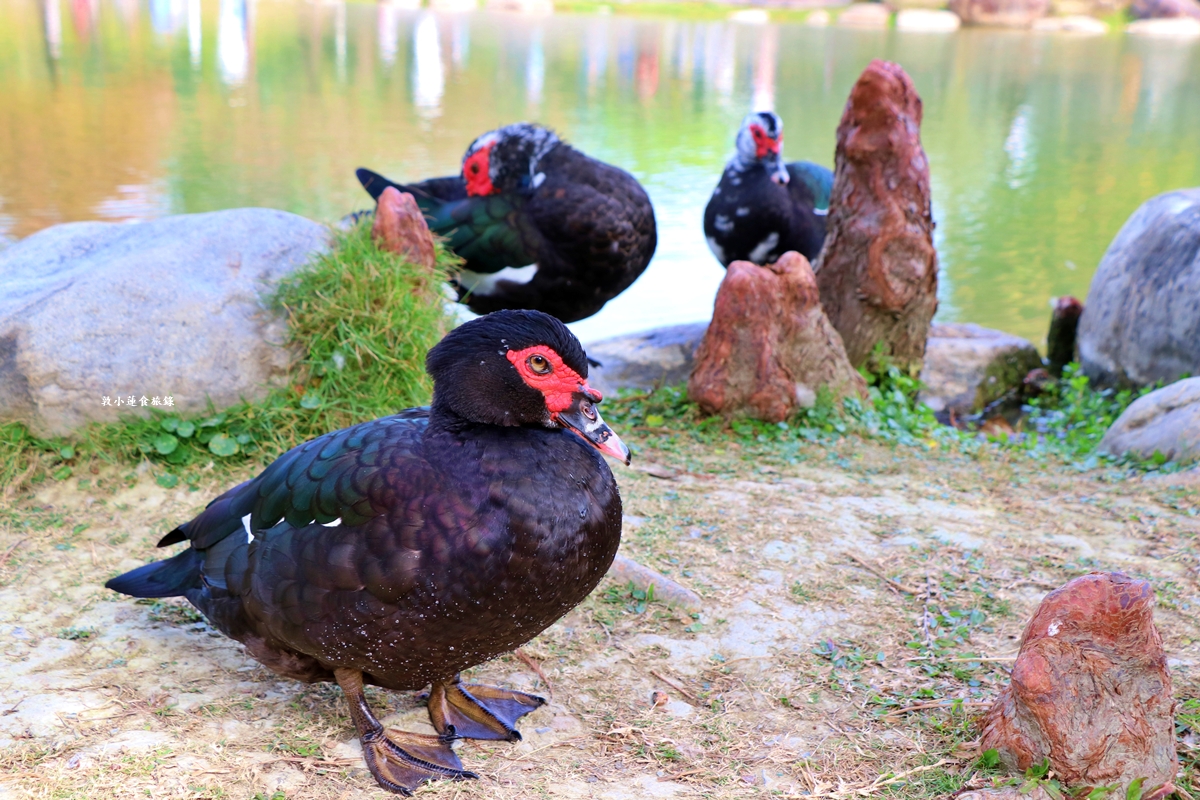 凹子底森林公園‧冬季限定美景落羽松，綠、黃、橘紅色交織，數十種鳥類聚集，捷運凹子底站即到!!