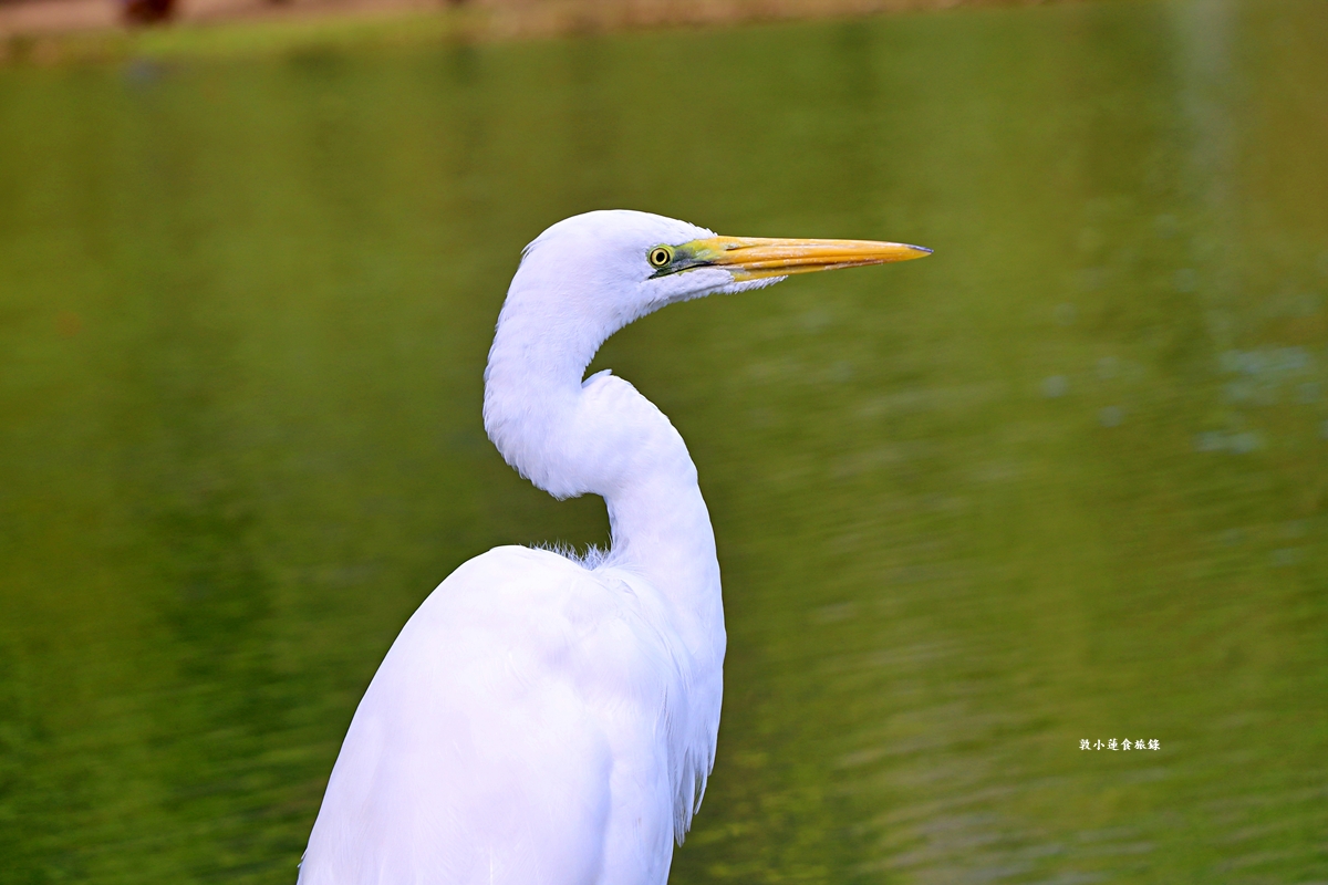 凹子底森林公園‧冬季限定美景落羽松，綠、黃、橘紅色交織，數十種鳥類聚集，捷運凹子底站即到!!