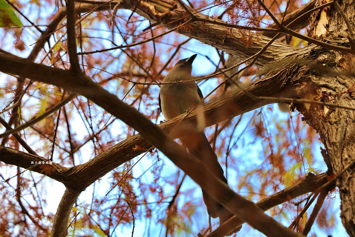 凹子底森林公園‧冬季限定美景落羽松，綠、黃、橘紅色交織，數十種鳥類聚集，捷運凹子底站即到!!